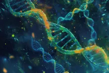 longevity illustration